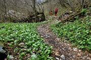 48 Aglio orsino (Allium ursinum)